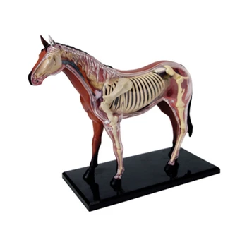 Анатомическая модель органа животного, 4D игрушка для сборки интеллекта лошади, Обучающая анатомическая модель, научно-популярная техника DIY
